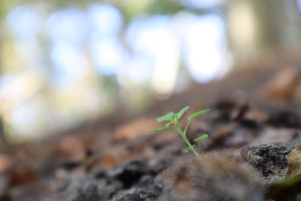 A tiny, vibrant green sprout emerges from the textured brown ground, reaching towards the soft, blurred light in the background